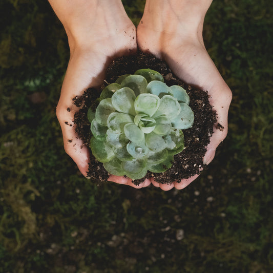 5 Days Intensive Program - Sustainability in Hospitality Industry (Jan 2026)